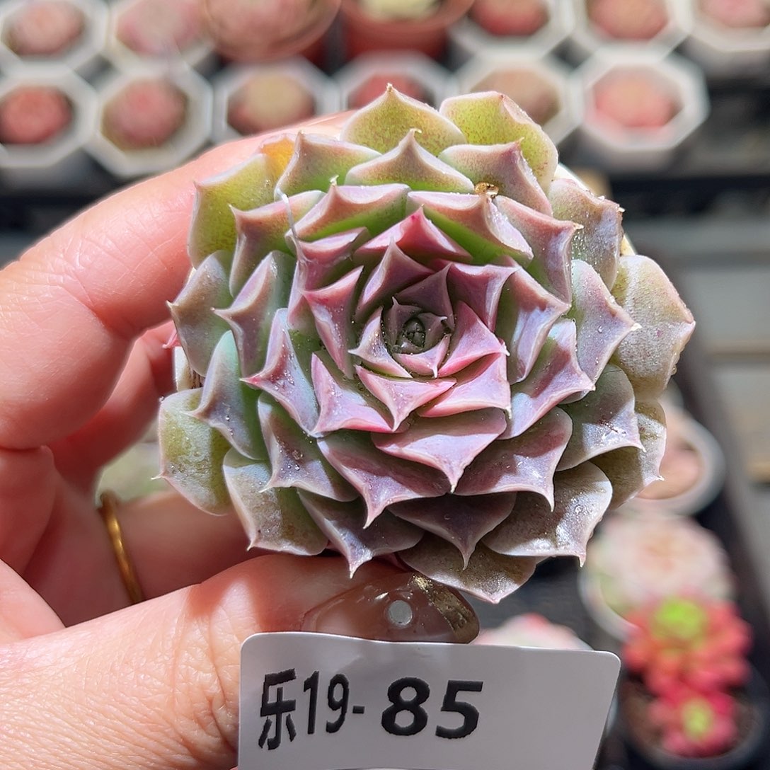 乐19-85 蓝丝绒单头