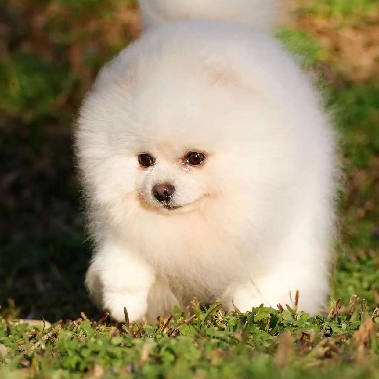 超萌白色黄色博美犬小型犬长不大可爱宠物