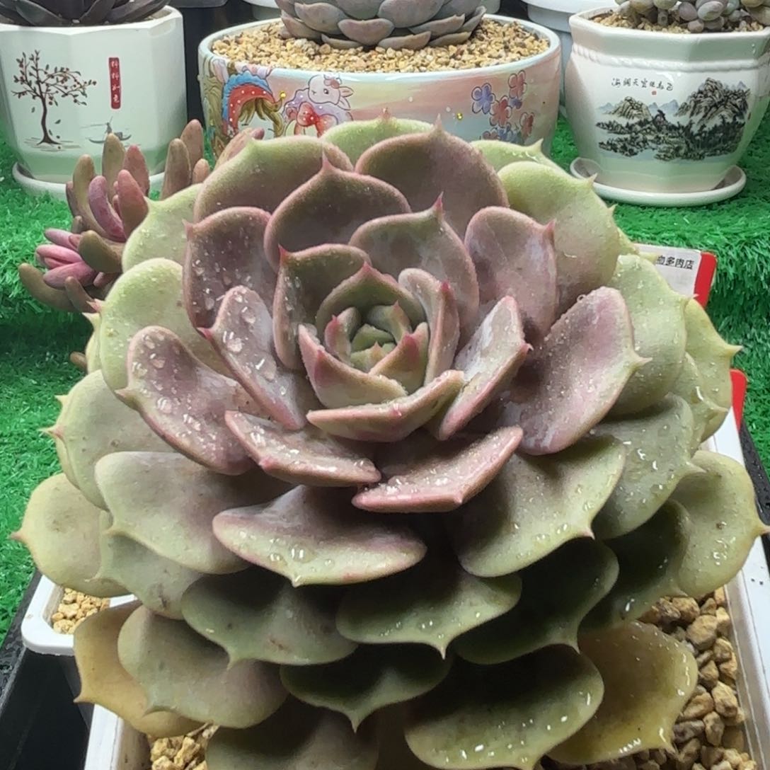 解忧多肉植物编号10