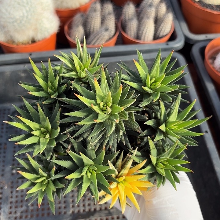 古迪仙人球仙人球