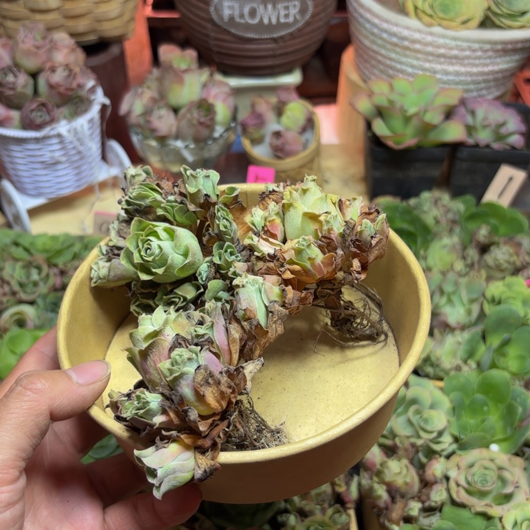 ～***～山地玫瑰多肉植物花卉366