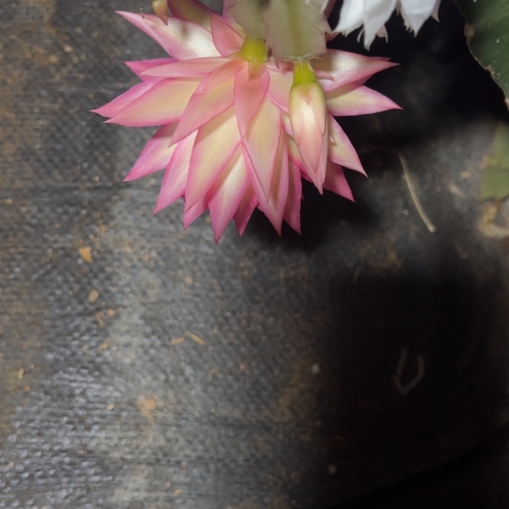 健***乐荷花仙子嫁接多叶片小苗一颗30