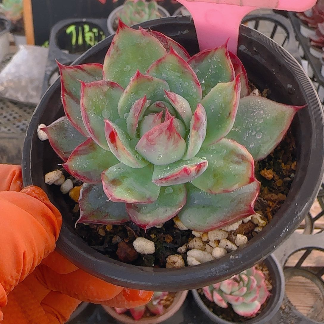 糖*M4 惊鸿仙子多肉植物