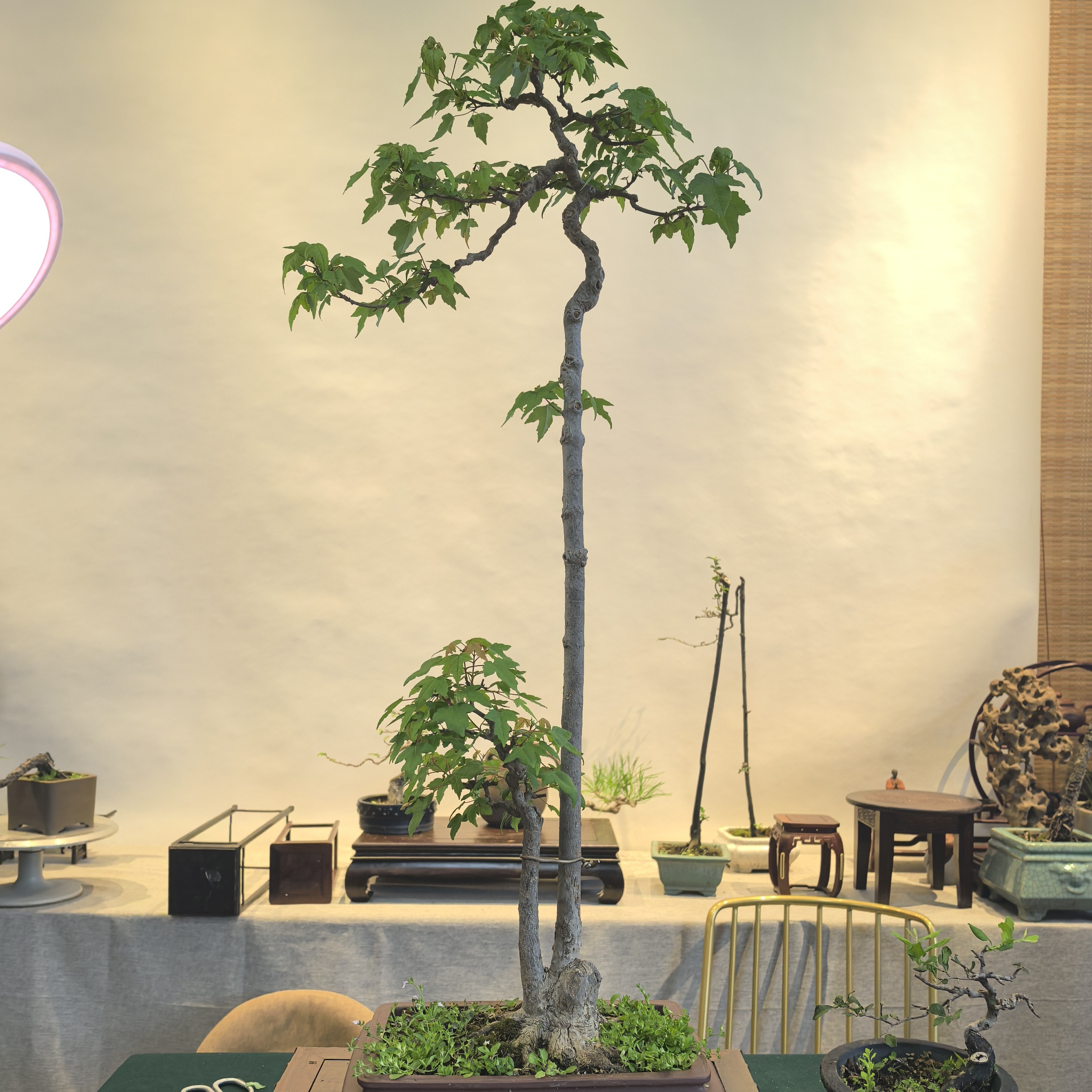 双杆唐枫盆景（不含架）运费到付