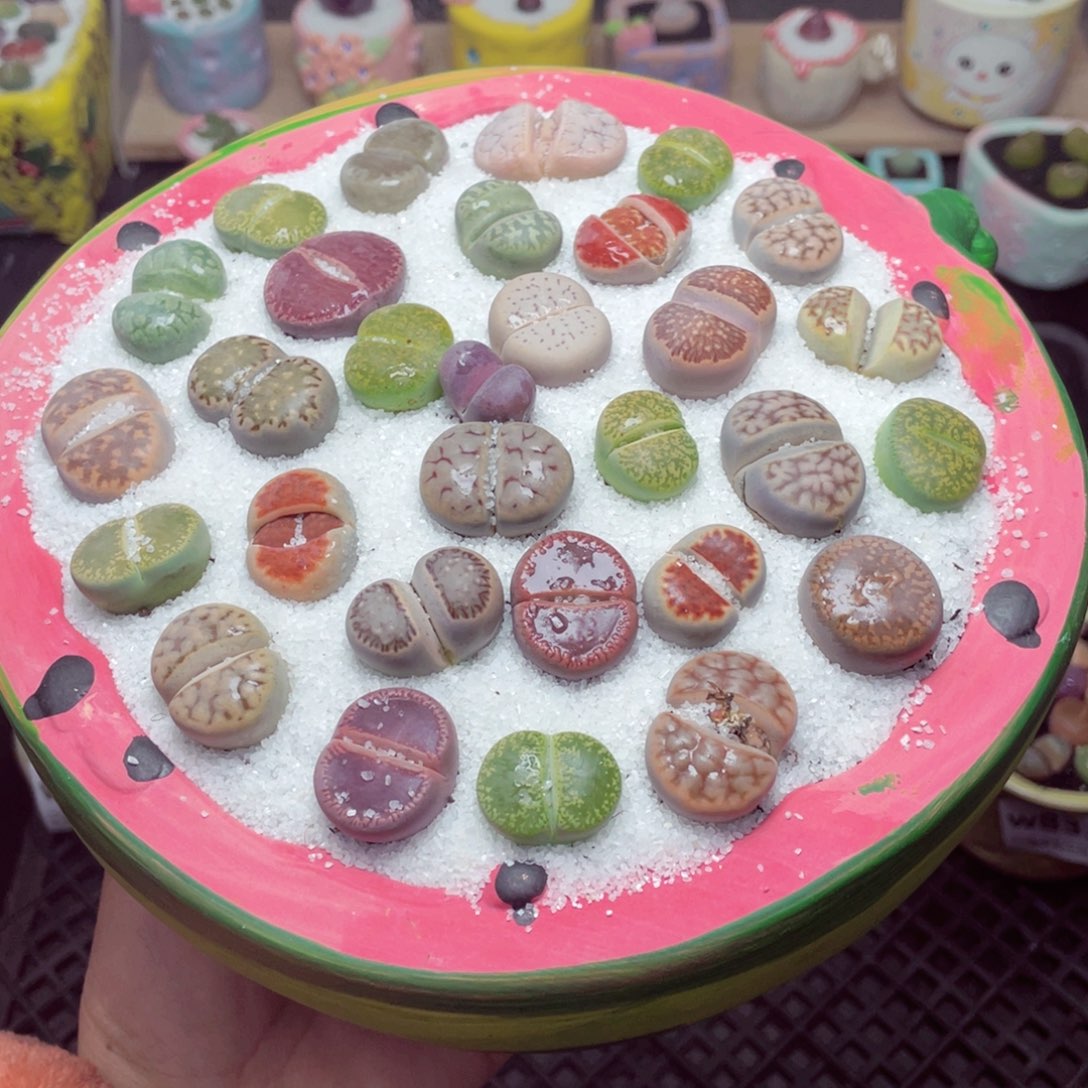 w8334 带盆土发货 -零下地区拍保温箱