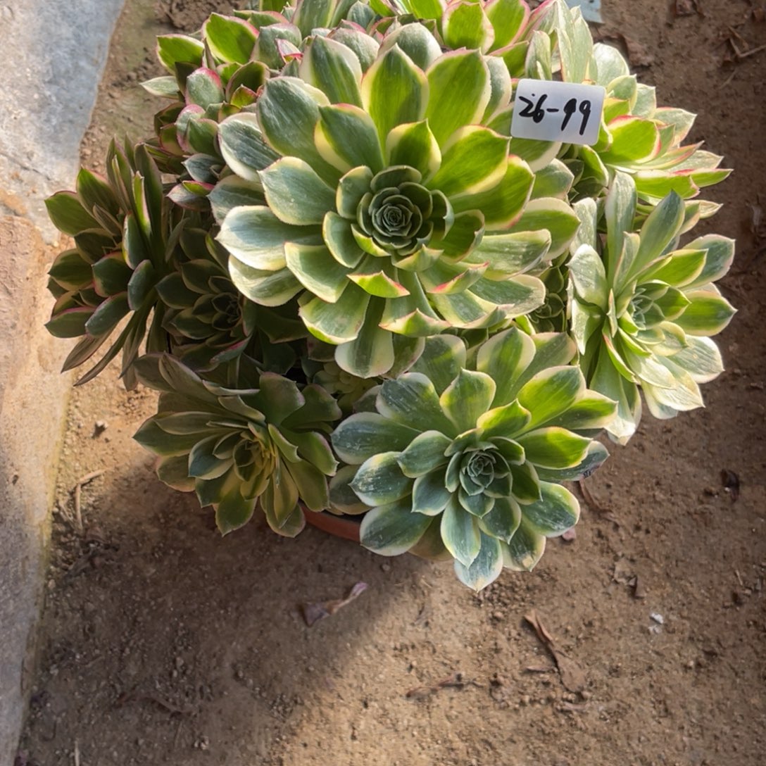 12-26-19海王法师锦