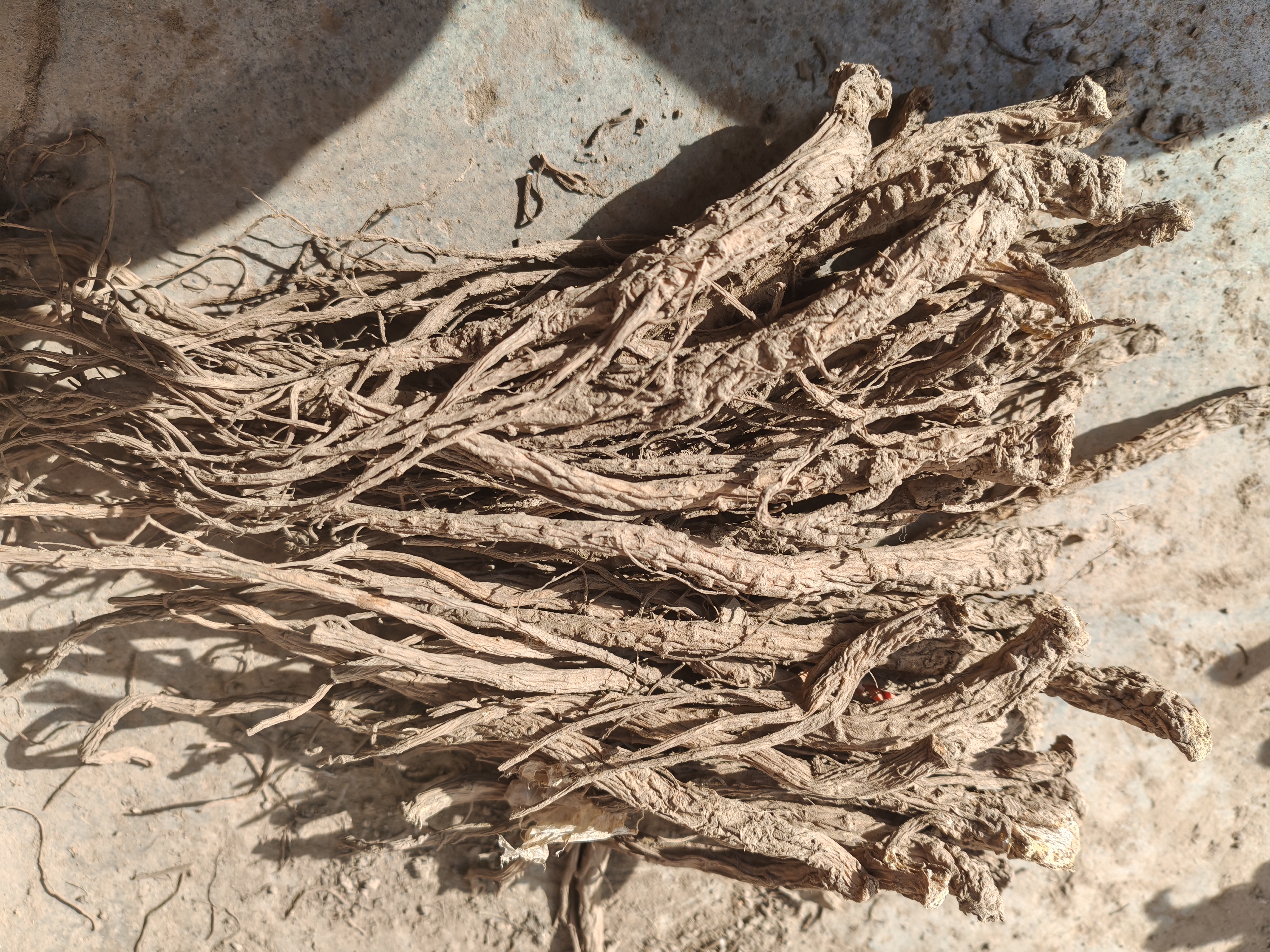 当归无硫自然晾晒可煲汤煮水泡酒滋补养生干货