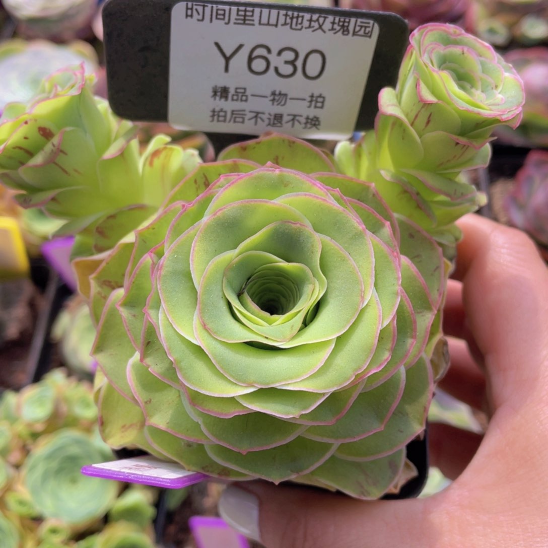 热爱玫瑰一物一拍630