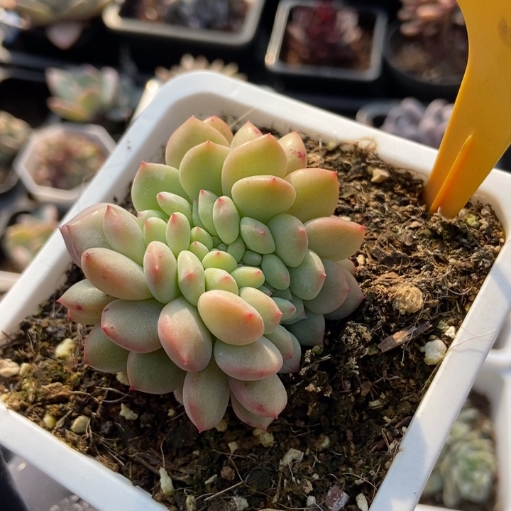 539爱丽尔缀多肉植物保护