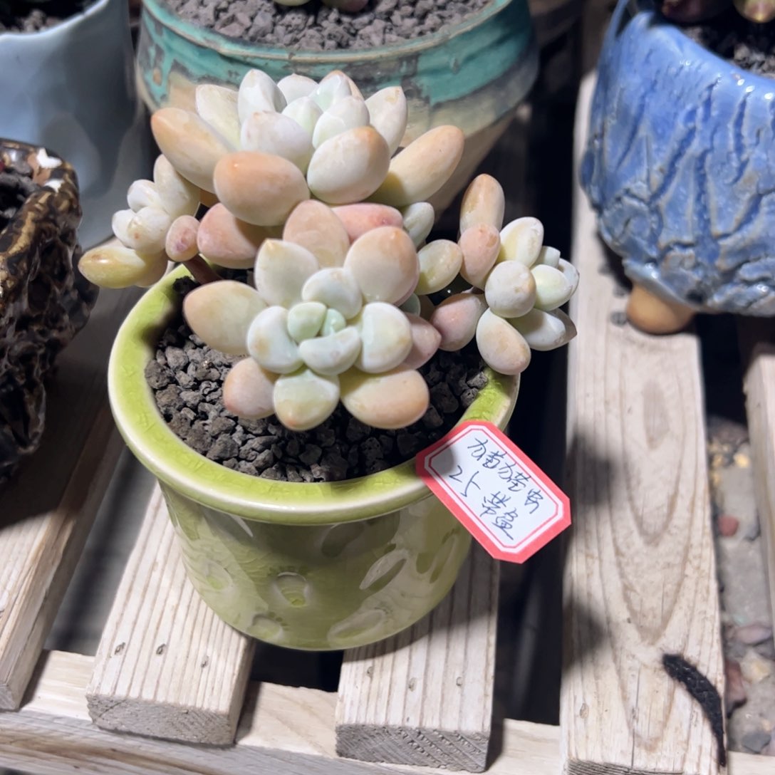 多肉植物多肉植物