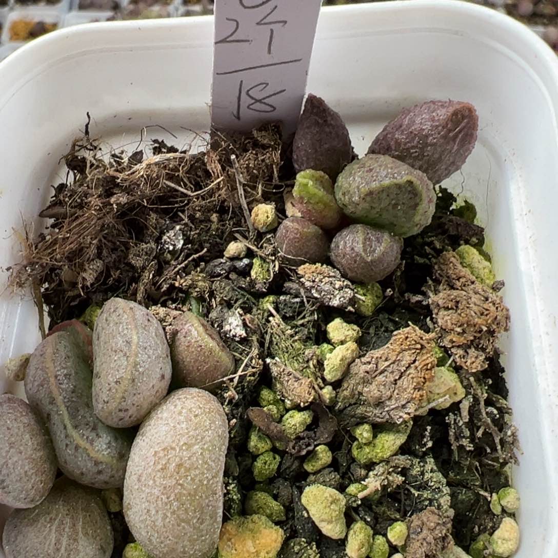 实生新品两颗一起多肉植物水泡实生新品