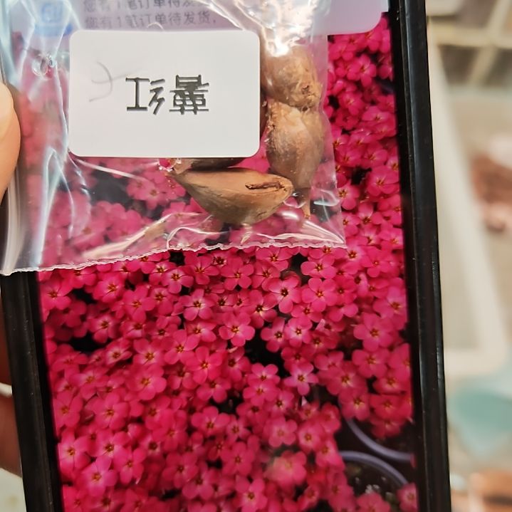 酢浆草早花纤细薯红4球