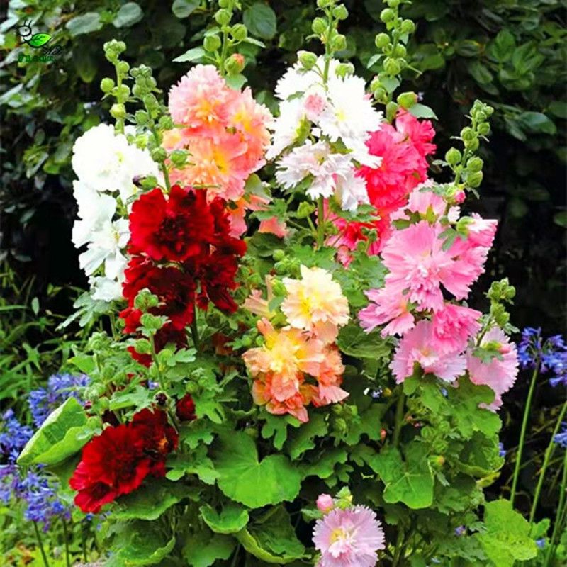 重瓣大花蜀葵种子四季开花混色一丈红多年生花籽庭院盆栽耐寒耐旱
