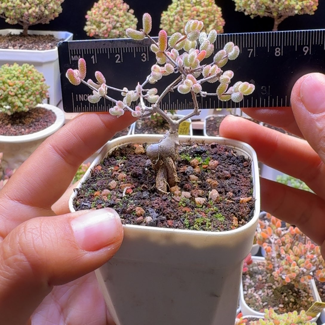 a334号嫁接冰糖锦冠服6厘米左右