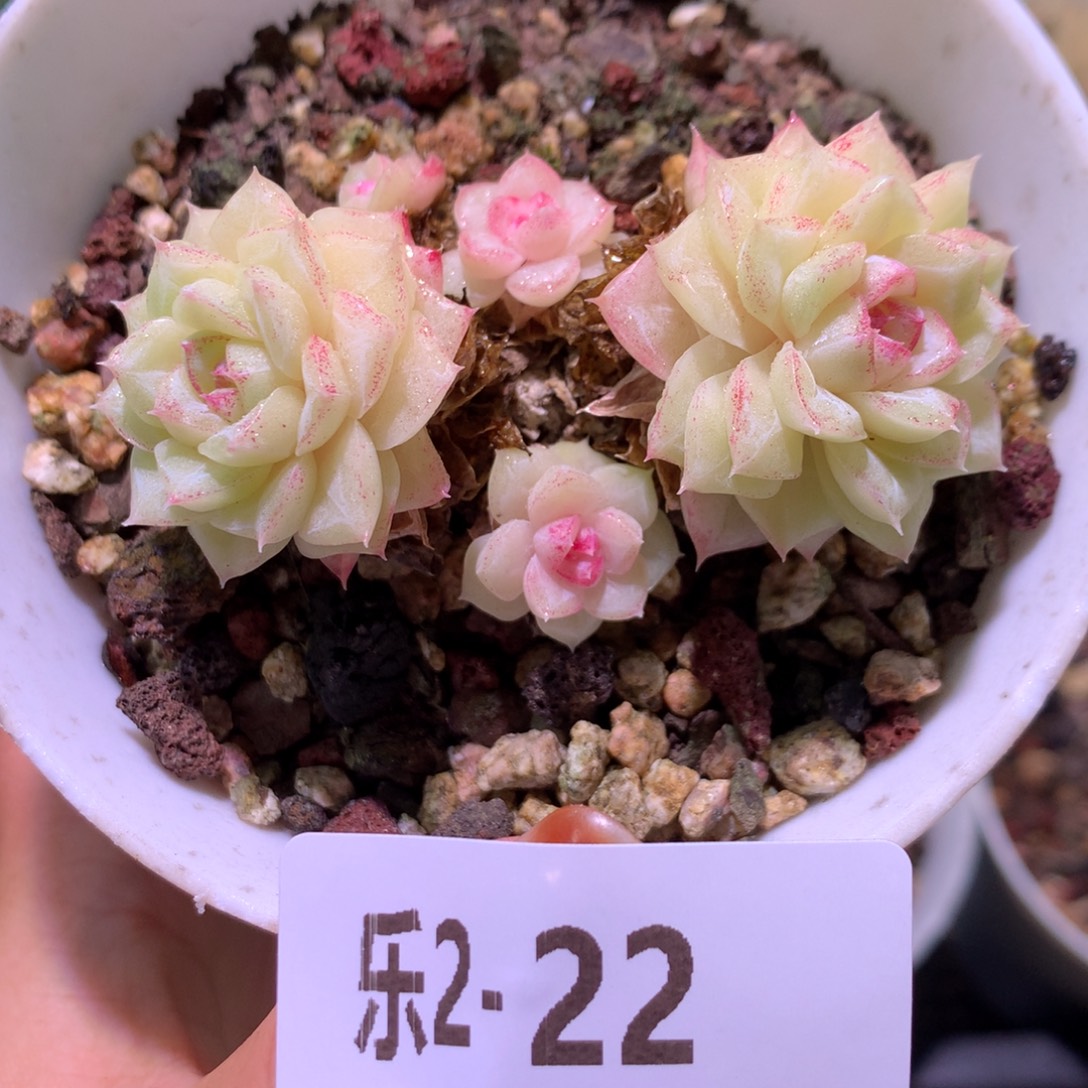 乐然 2-22 白天鹅群 