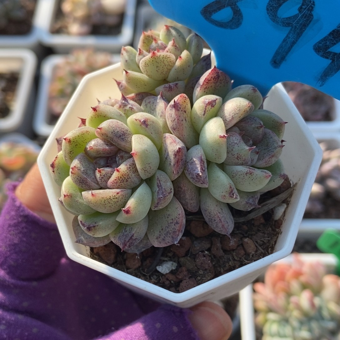 897赤水晶多肉植物多肉