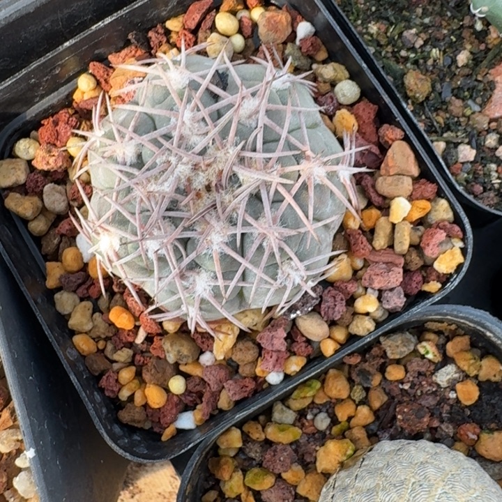 九刺天平实生仙人球 