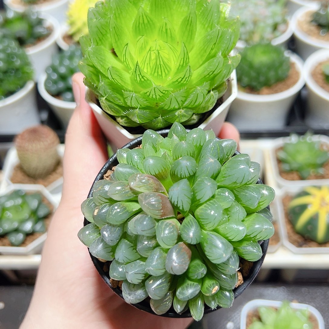 樱水晶➕冰灯玉露群