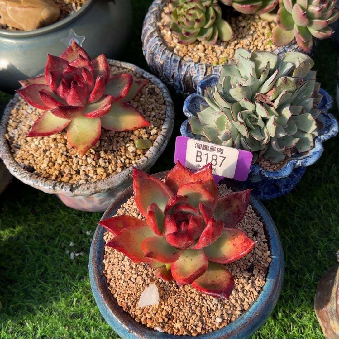 Y***兔多肉，植物钻石贝拉杂交