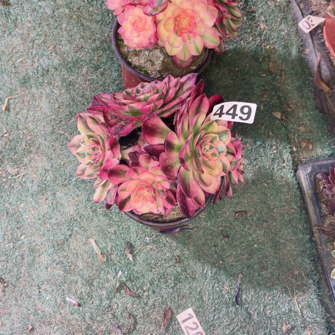 449倾城法师多肉植物