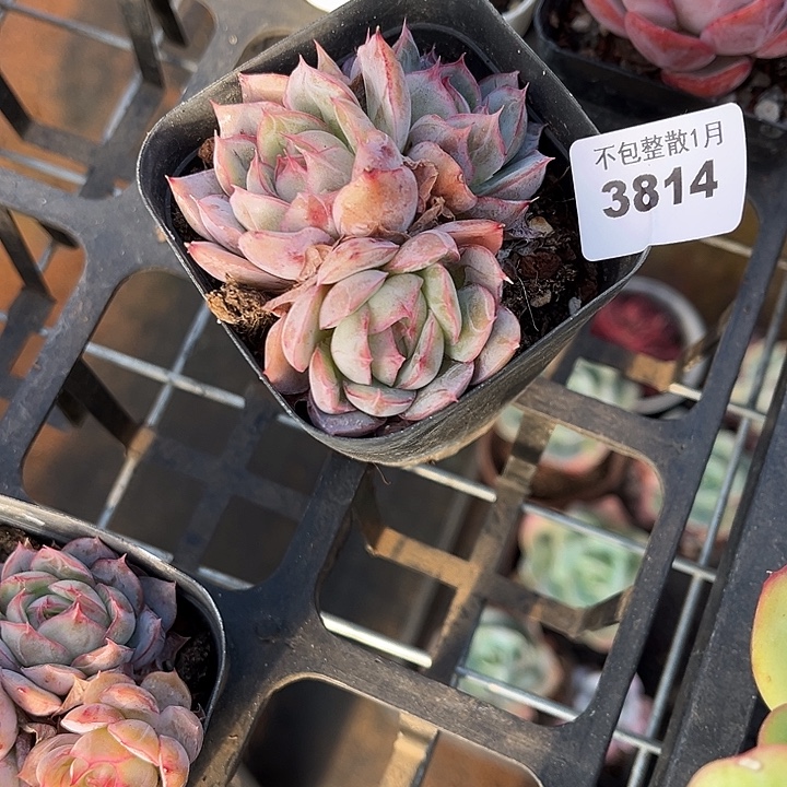 阿雅园艺。      3814幻影玫瑰