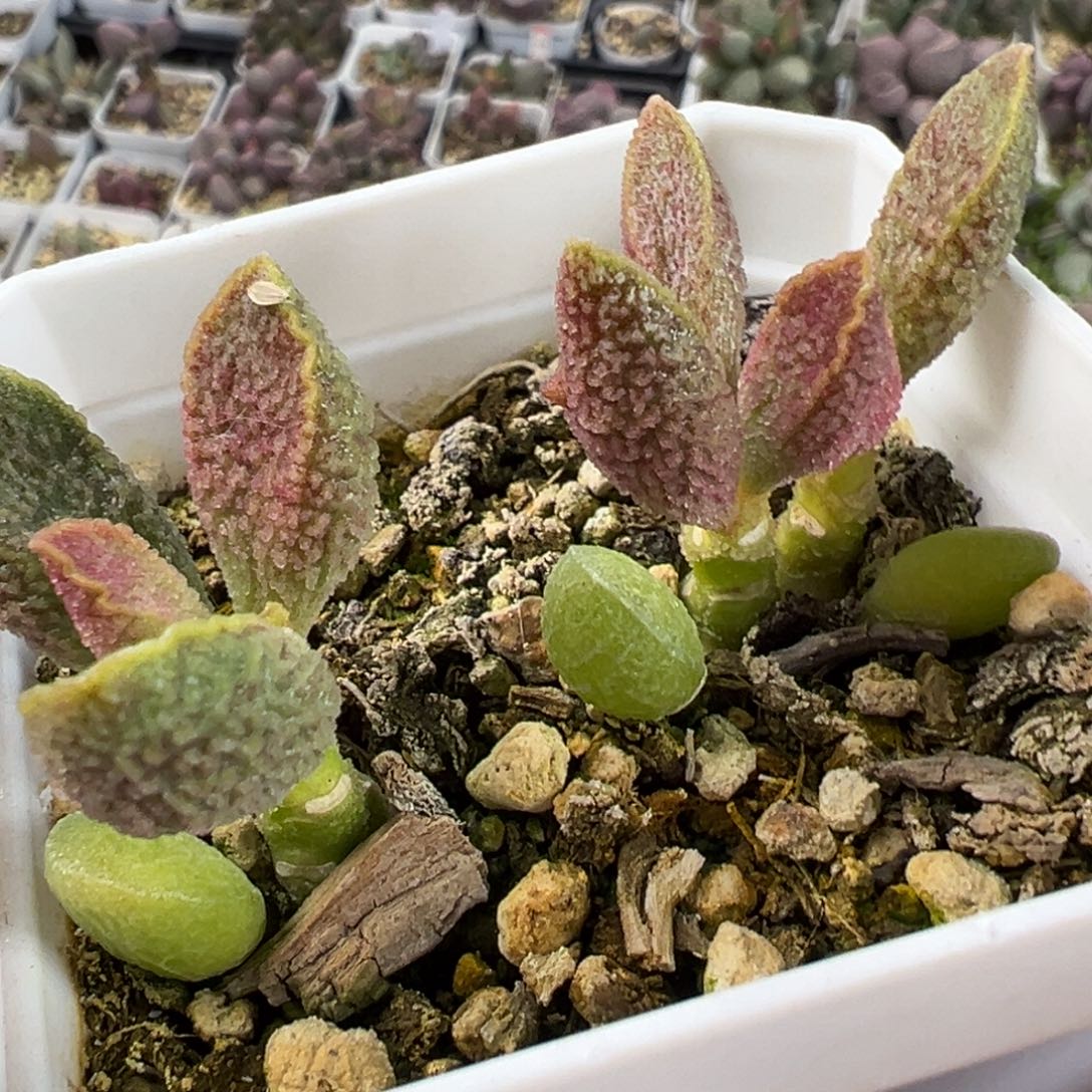 实生多头纯木质桩多肉植物水泡