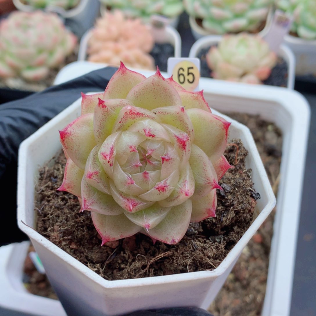 该***了麦秆58包邮  群生不包整枸杞