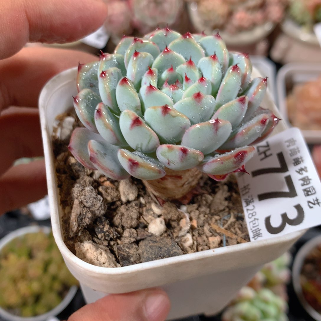 5CM拇指盆精控多肉ZH773