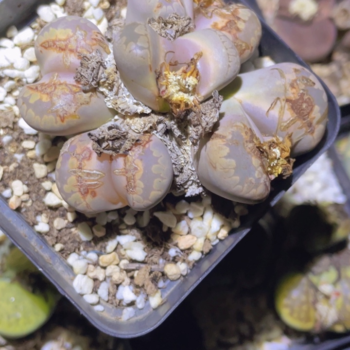 58658587848758585858588