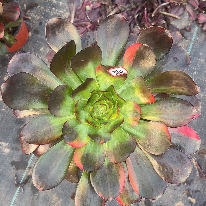 巫毒310多肉植物法师