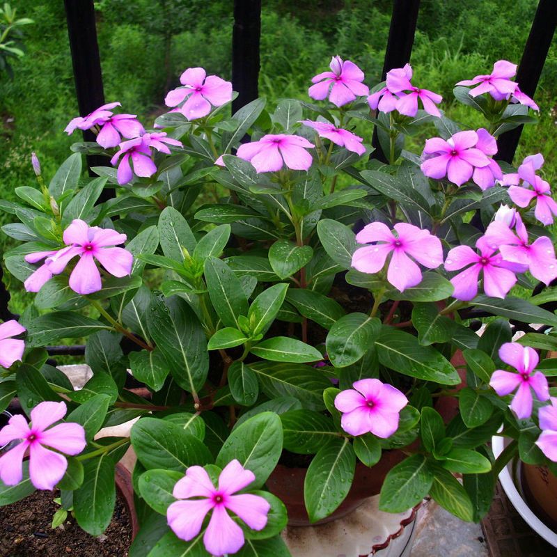 长椿花种子天天开日日春长春花种籽四季播种开花易种阳台庭院品种