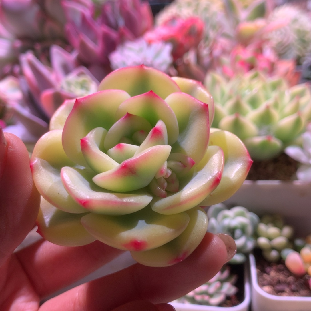 花***中下播福利三文鱼咕噜