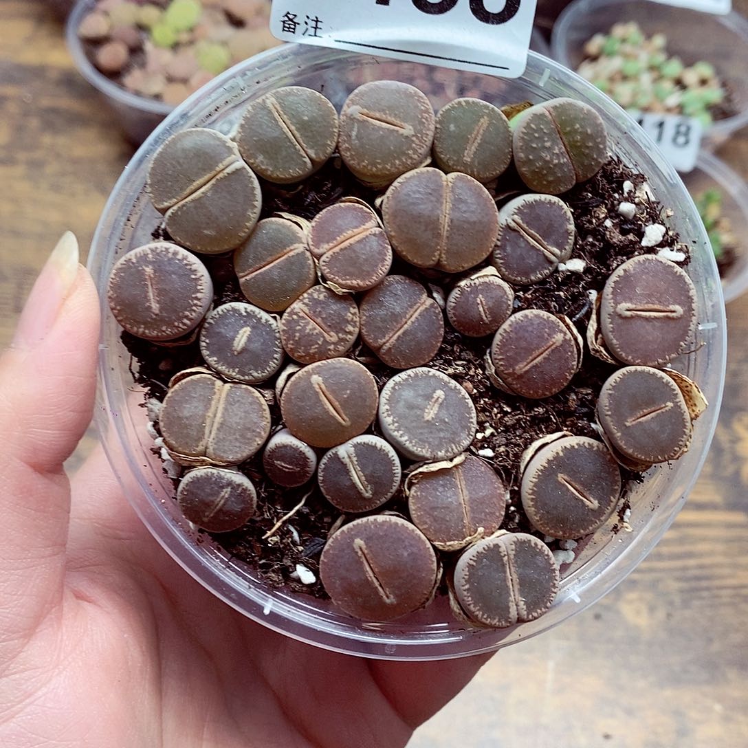 5435和田玉啦啦啊啊啊