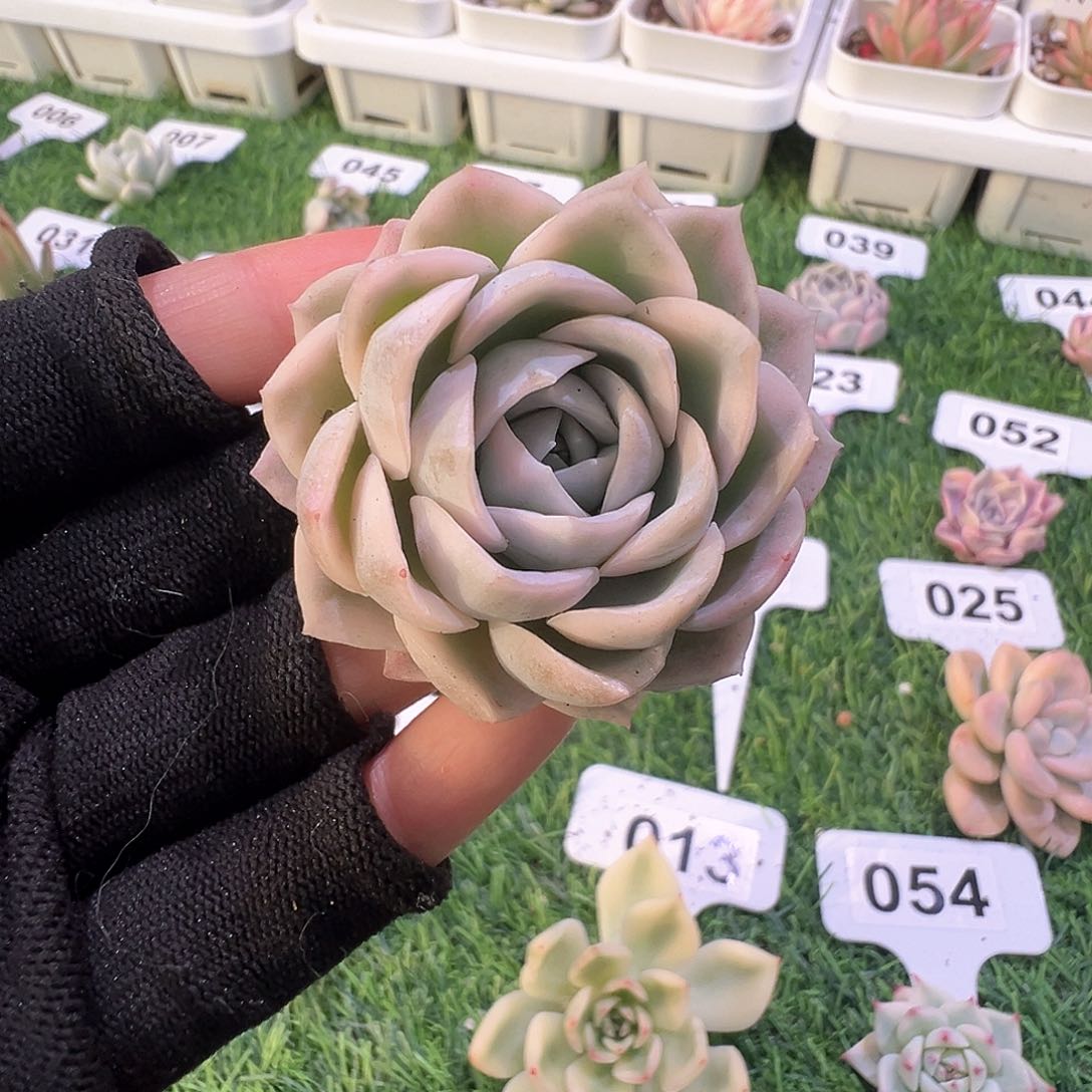 哭****已雪球乌木多肉植物一物一拍