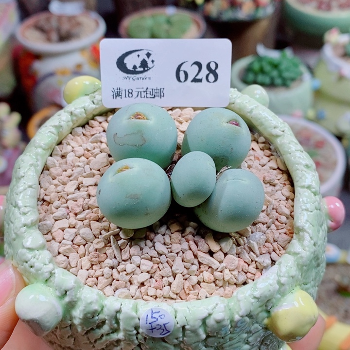 生石花花花花花花628