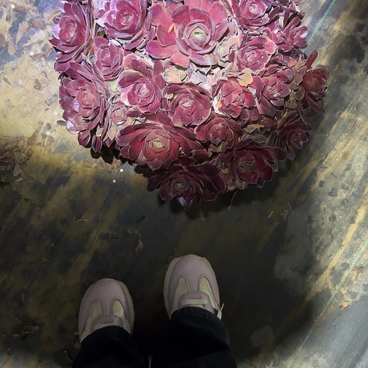 多肉法师植物链接49