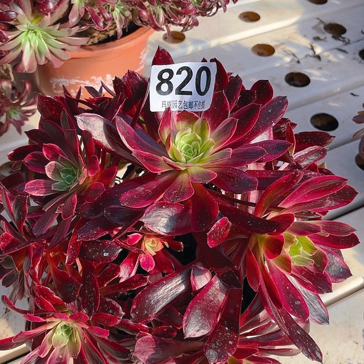 【闪购商品】820白婚纱7-36