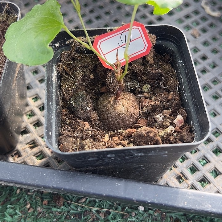 南非龟1，一物一拍，带盆