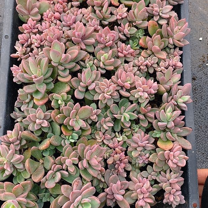 79 多肉植物盆栽花卉植物