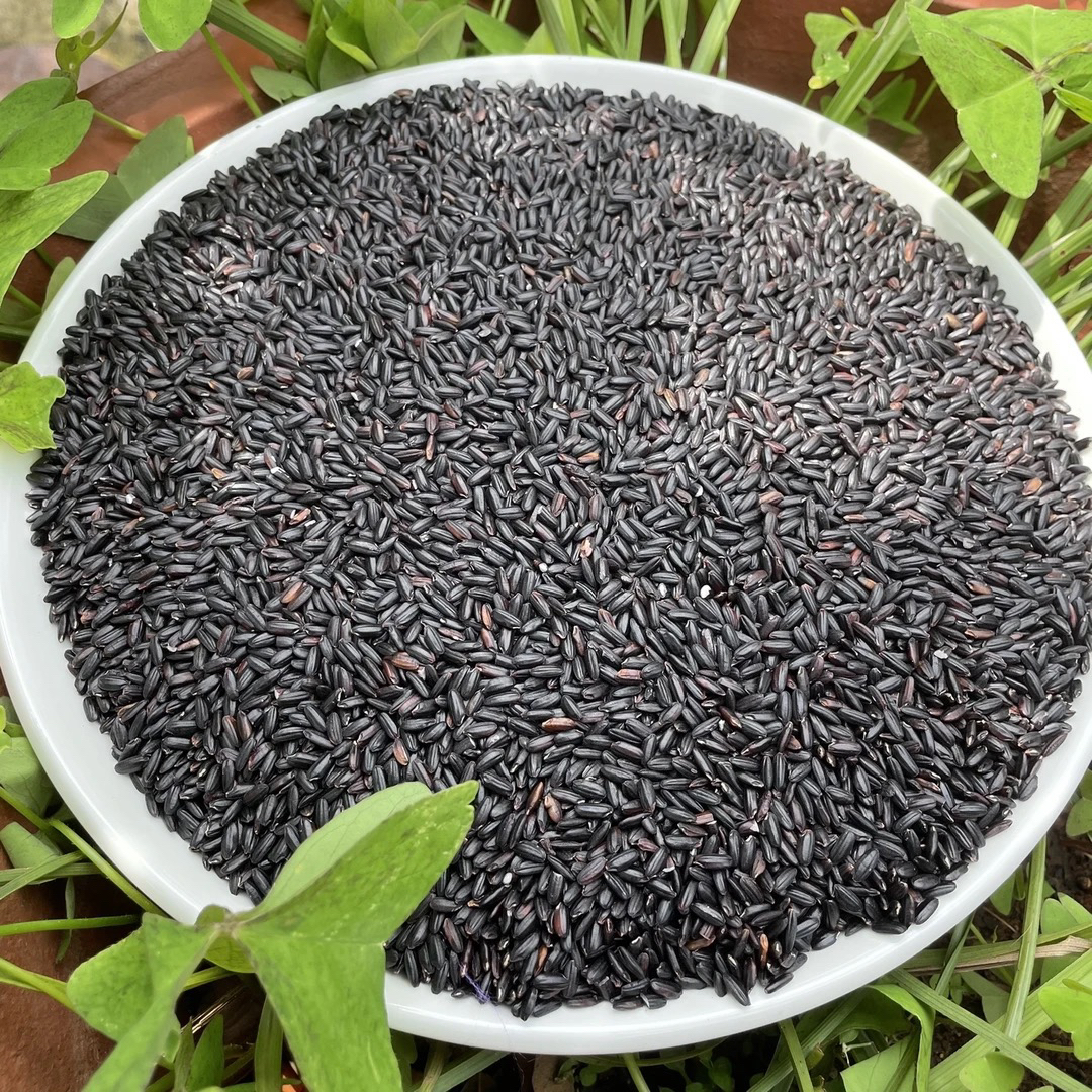 黑米2025年云南新米优质五谷杂粮粗粮种植香米无染色
