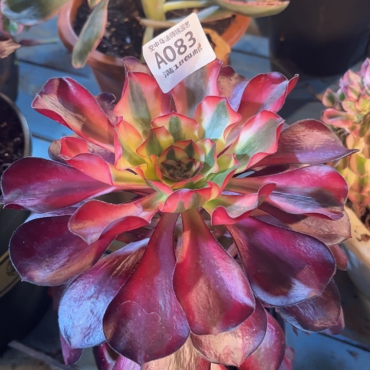 零*离083红魔女多肉植物