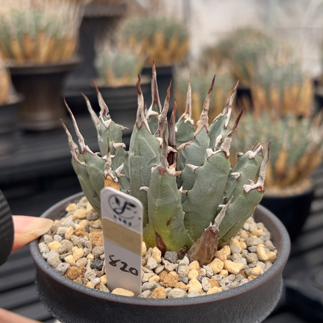 无花朵妖炎熟桩带盆 8折价 粗曲刺短叶