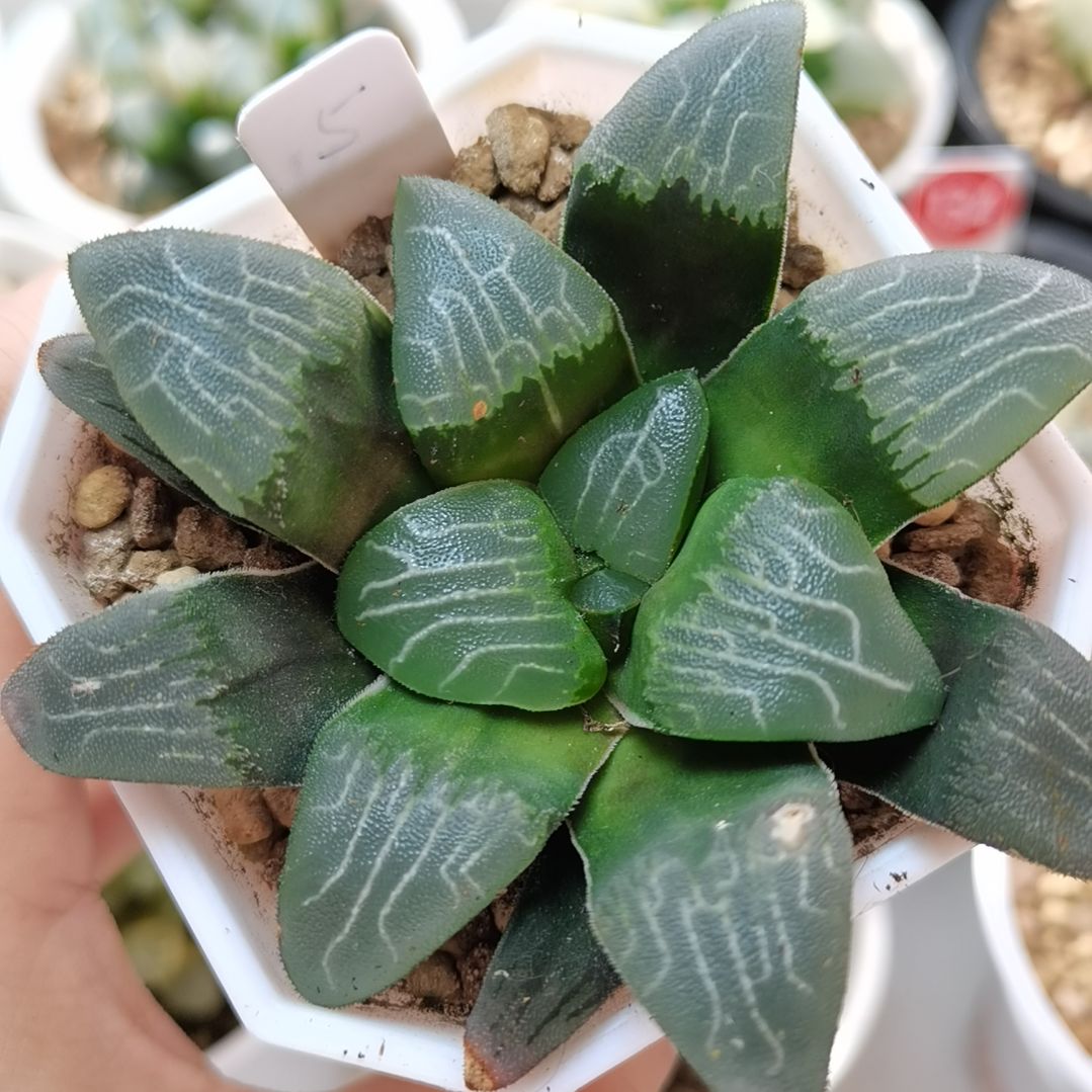 5号粗纹克一物一拍带盆土发货