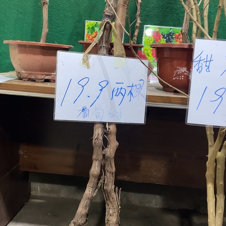 无花朵盆栽地栽都可以