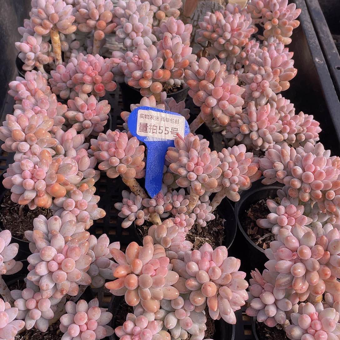 量拍55号 婴儿手指大群生一个