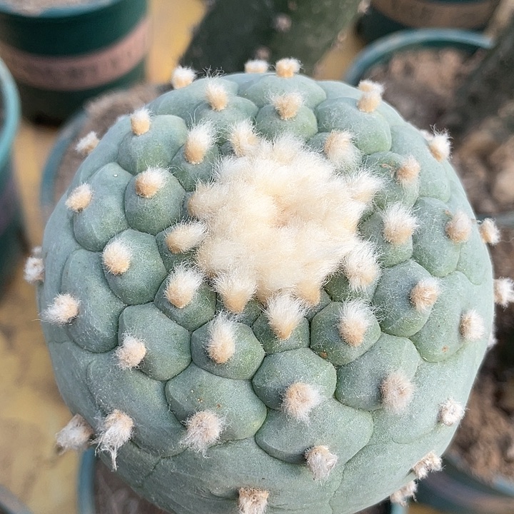 仙人球袖浦接9公分169