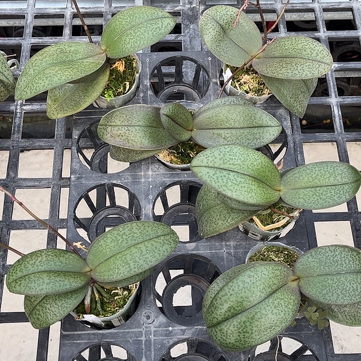 当前无花栽培后可以开花2.5寸杯槟榔西施