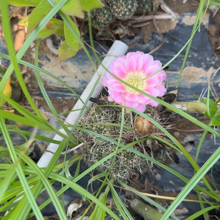 丽花仙人球仙人掌88