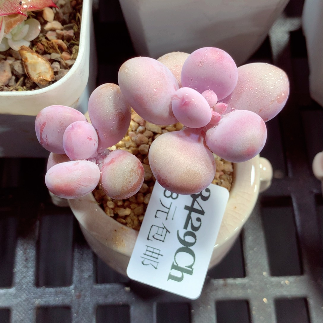 5厘米盆精控多肉3429