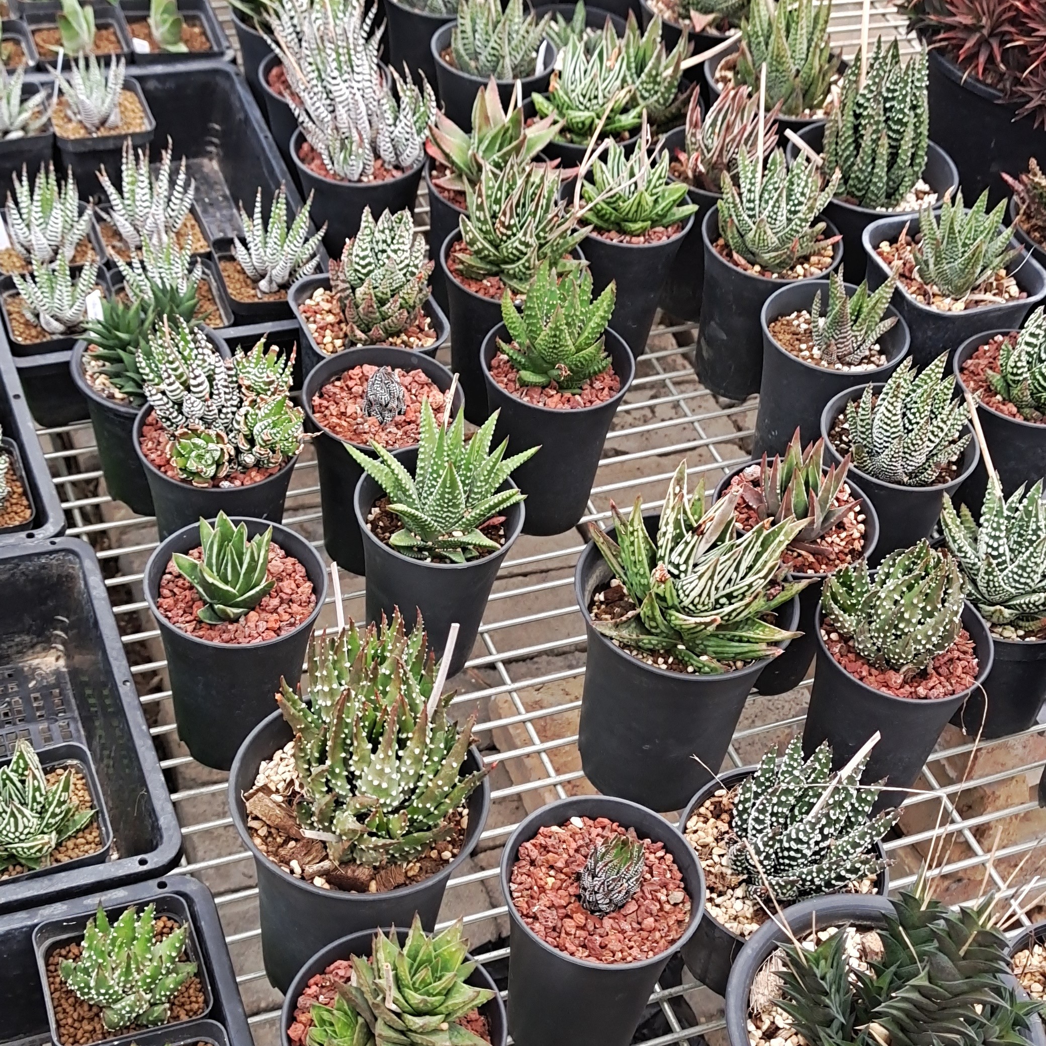 阿福花 晏楠 多肉 补差价专拍链接